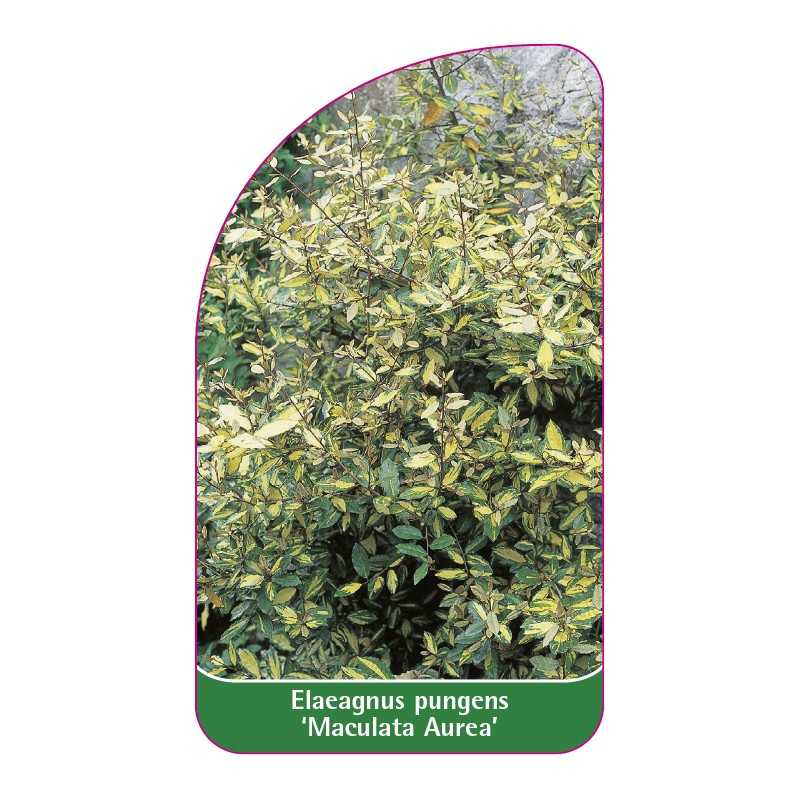 elaeagnus-pungens-maculata-aurea-1