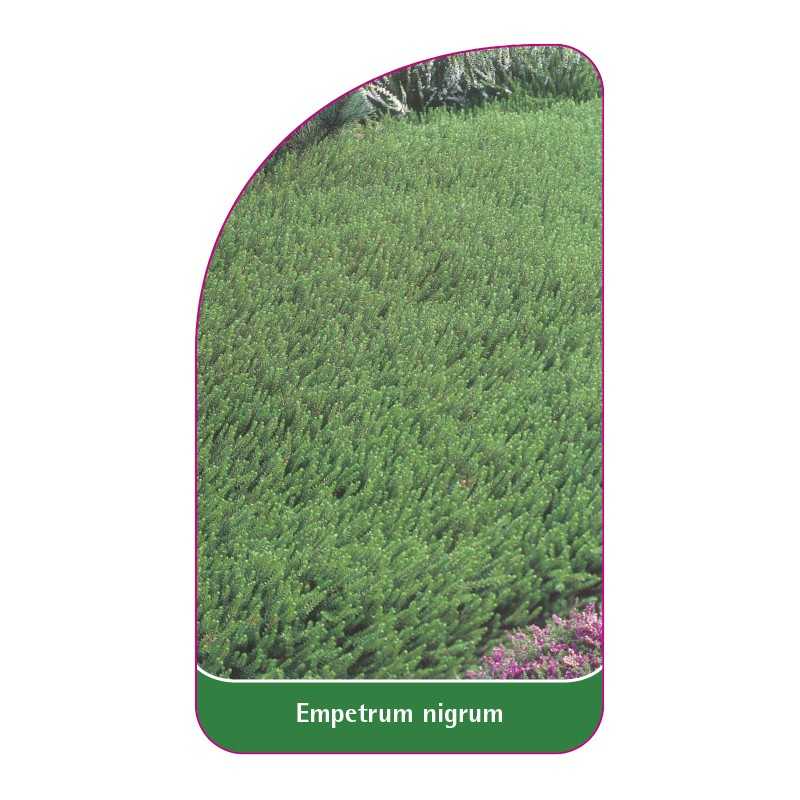 empetrum-nigrum1