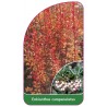 enkianthus-campanulatus1