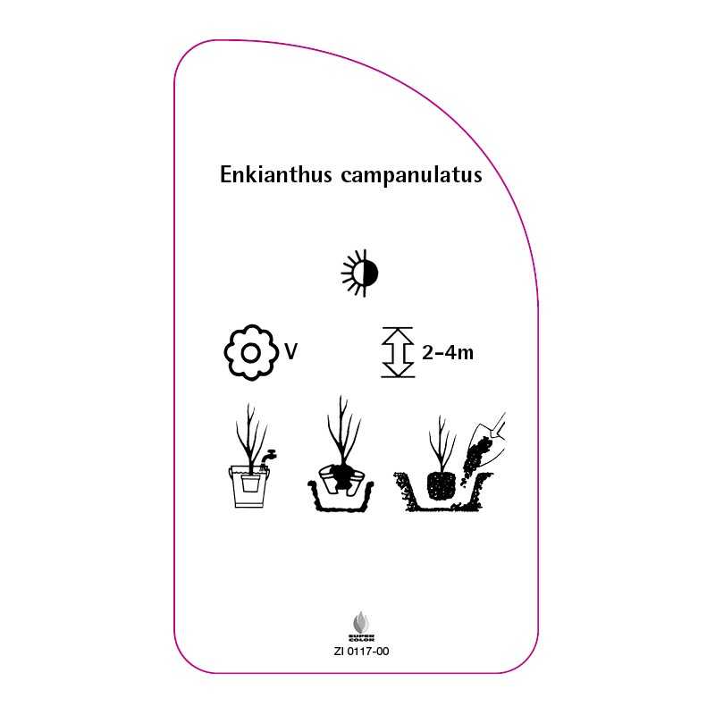 enkianthus-campanulatus0