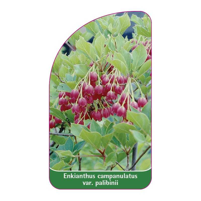 enkianthus-campanulatus-var-palibinii1