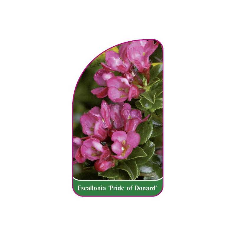 escallonia-pride-of-donard-1