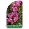 escallonia-pride-of-donard-1