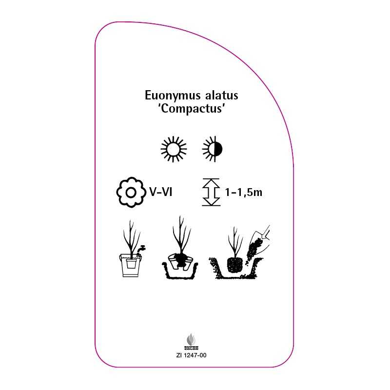 euonymus-alatus-compactus-0