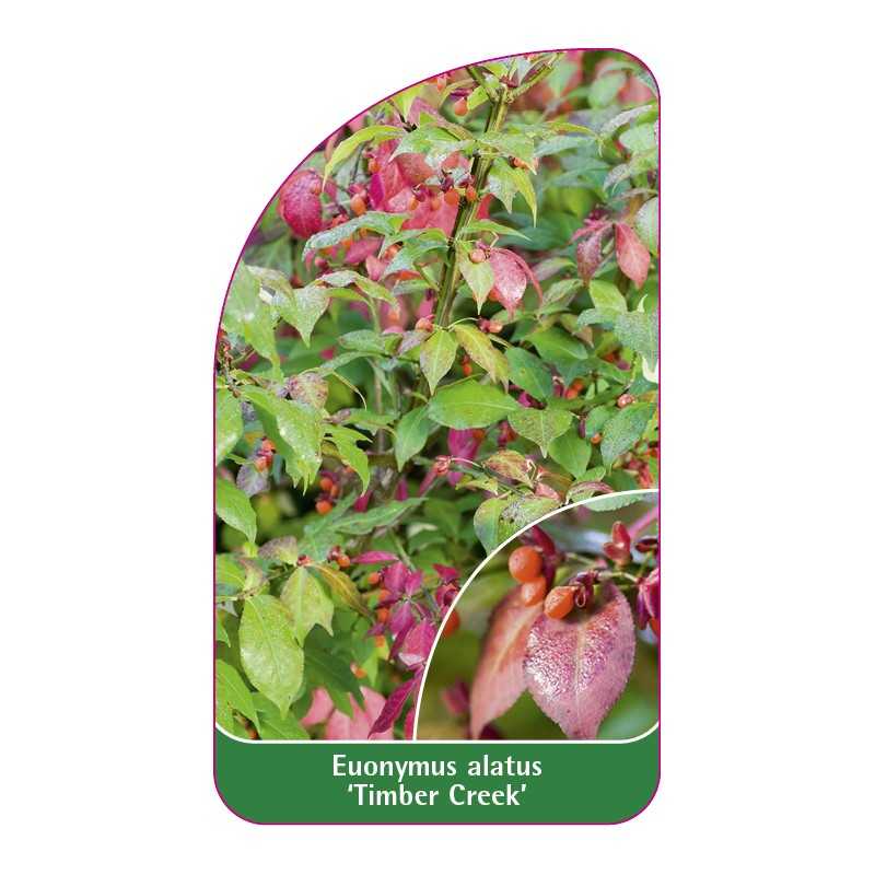 euonymus-alatus-timber-creek-1