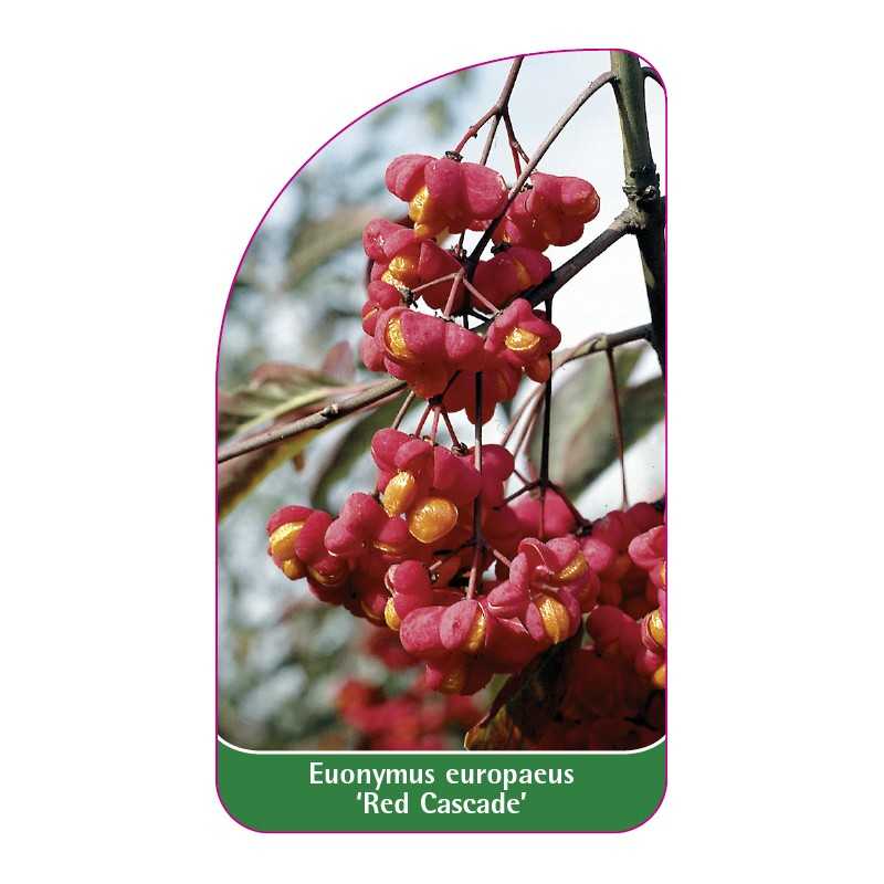 euonymus-europaeus-red-cascade-1