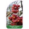 euonymus-europaeus-red-cascade-1