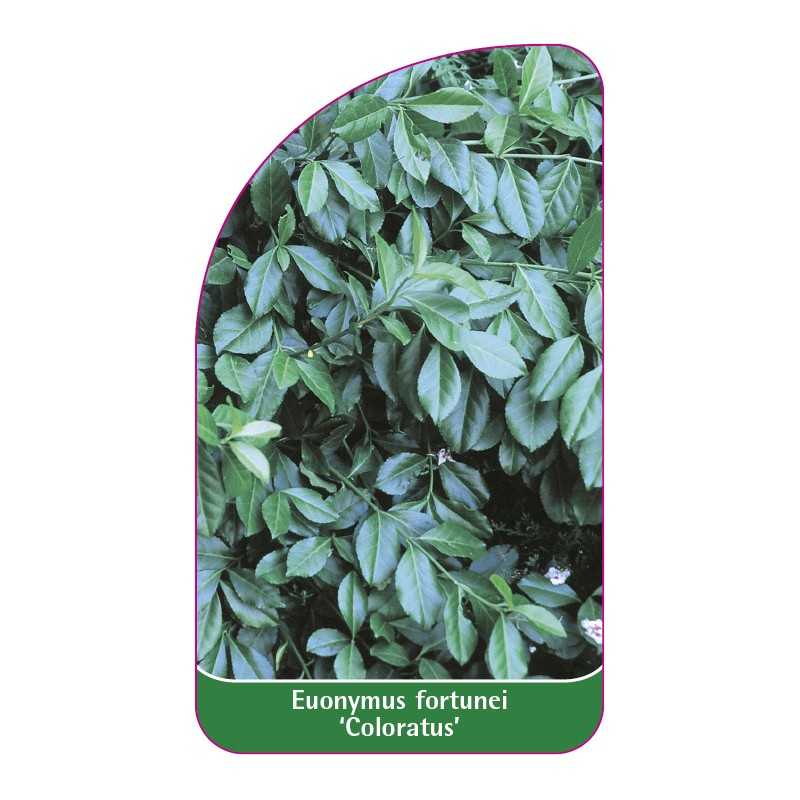 euonymus-fortunei-coloratus-1