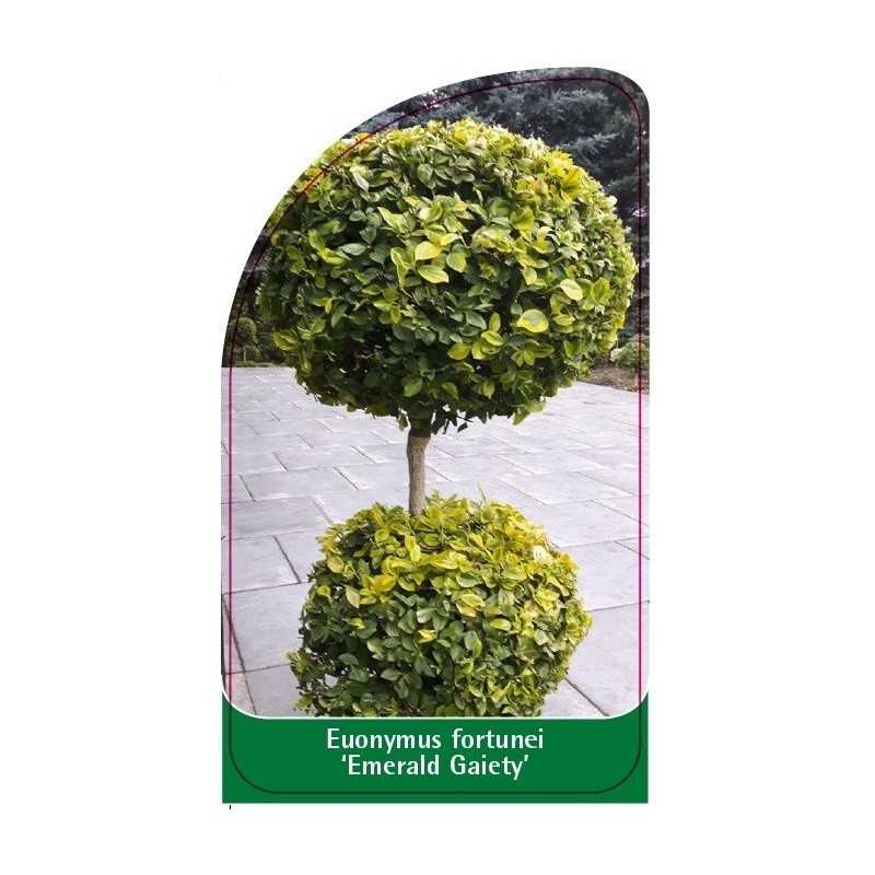 euonymus-fortunei-emerald-gaiety-b1