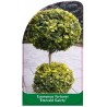 euonymus-fortunei-emerald-gaiety-b1