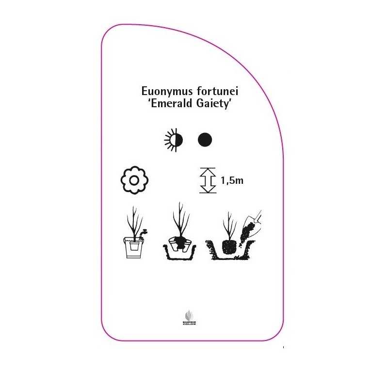 euonymus-fortunei-emerald-gaiety-b0