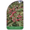 euonymus-phellomanus1