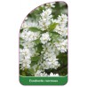 exochorda-racemosa1