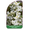 exochorda-serratifolia-snow-white-1