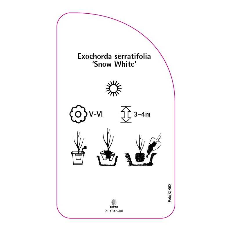 exochorda-serratifolia-snow-white-0