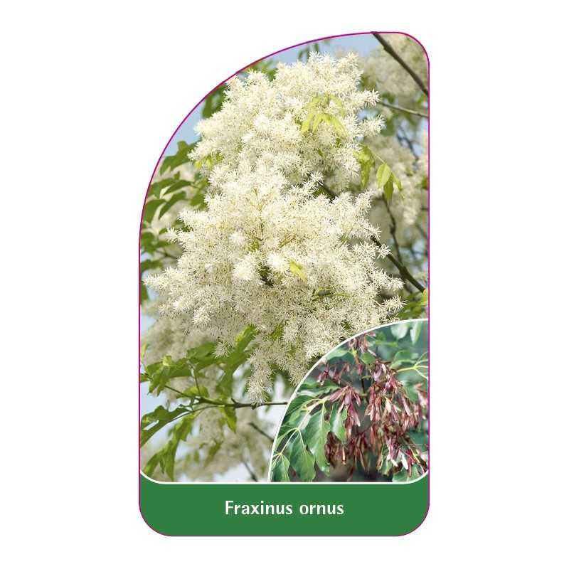 fraxinus-ornus1