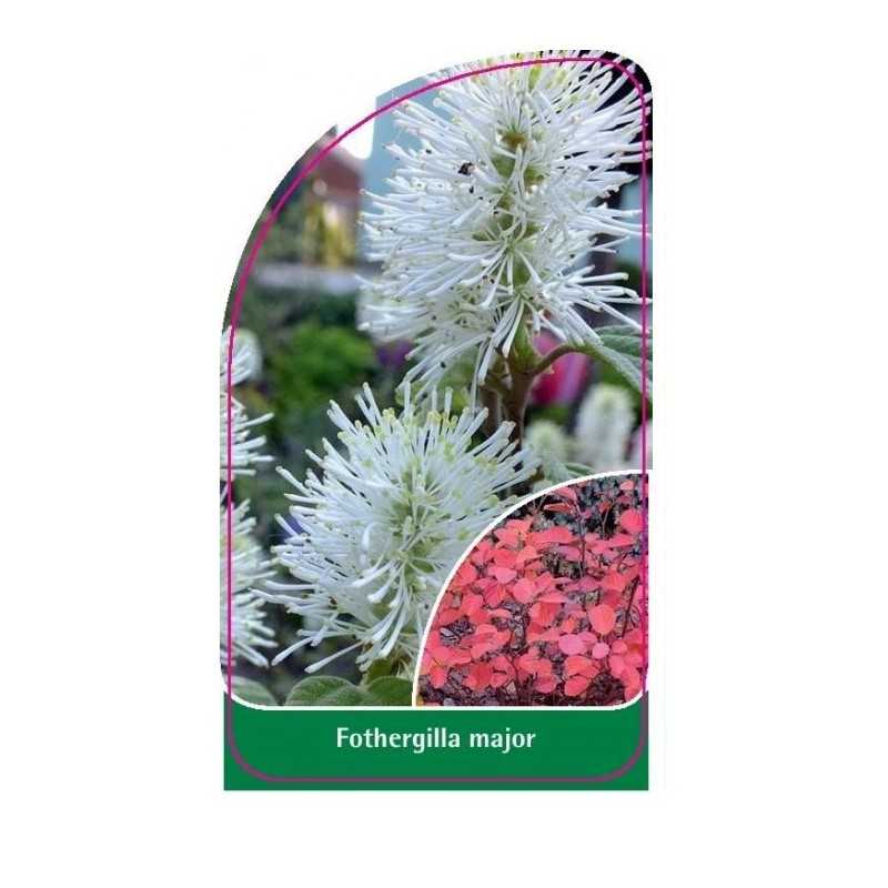 fothergilla-major1