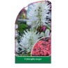 fothergilla-major1