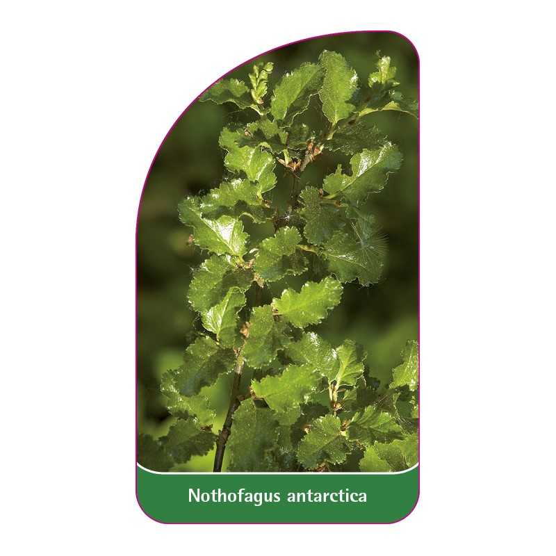 nothofagus-antarctica1