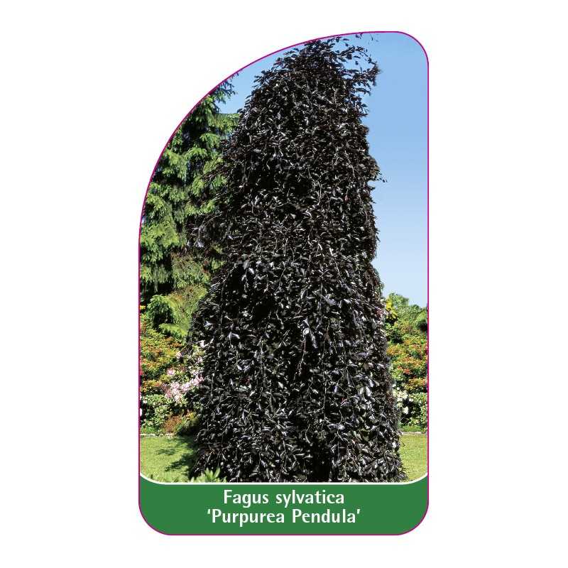 fagus-sylvatica-purpurea-pendula-1