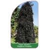 fagus-sylvatica-purpurea-pendula-1