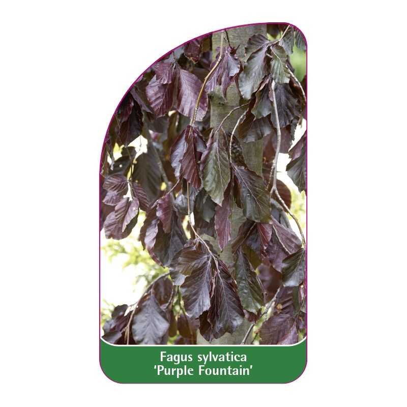 fagus-sylvatica-purple-fountain-a1