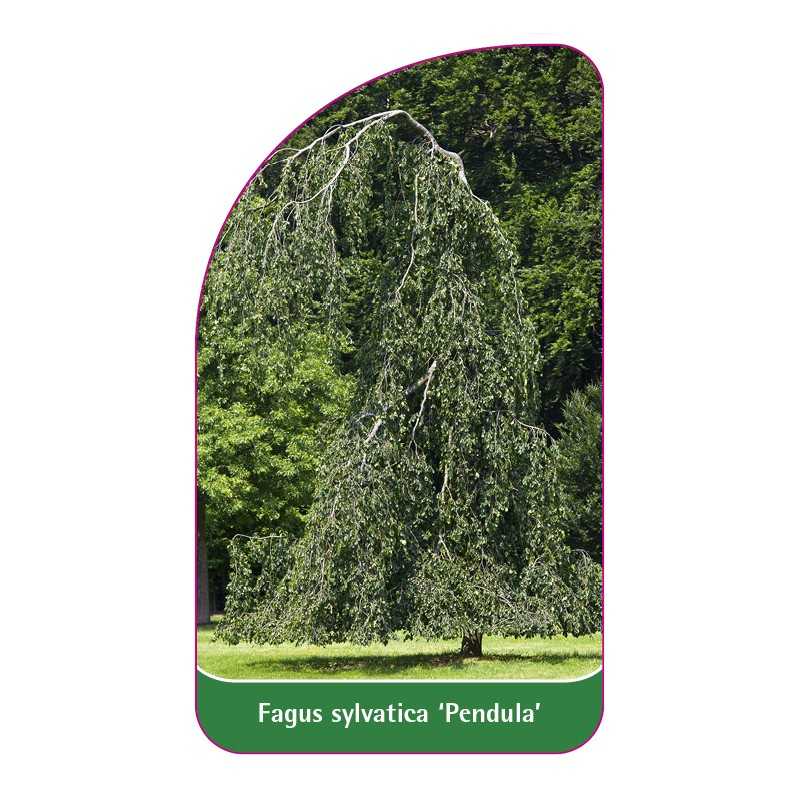 fagus-sylvatica-pendula-1