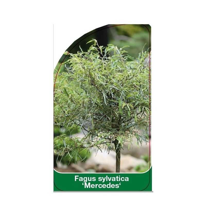 fagus-sylvatica-mercedes-1