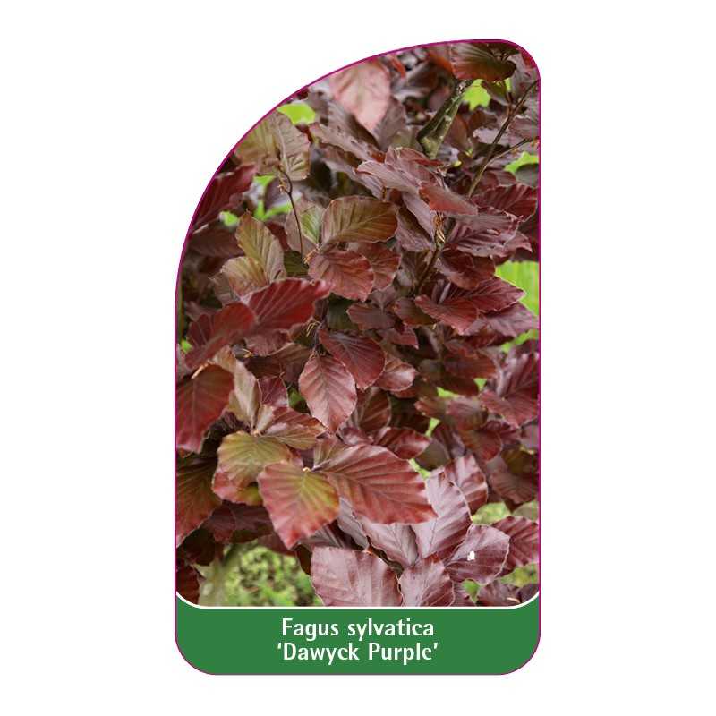 fagus-sylvatica-dawyck-purple-1