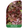 fagus-sylvatica-dawyck-purple-1