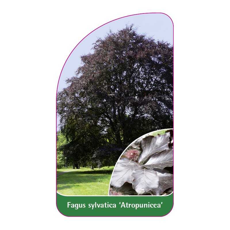 fagus-sylvatica-atropunicea-1