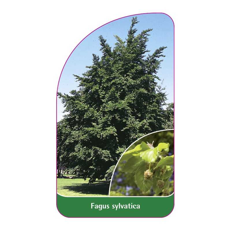 fagus-sylvatica1