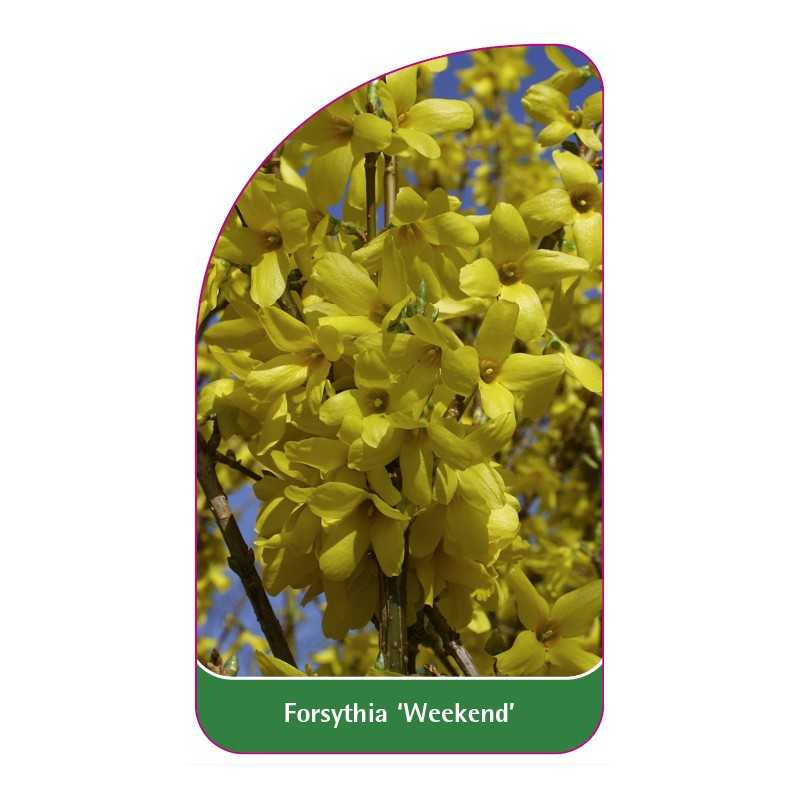 forsythia-weekend-1