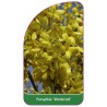 forsythia-weekend-1