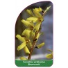 forsythia-viridissima-bronxensis-1