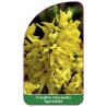 forsythia-intermedia-spectabilis-1