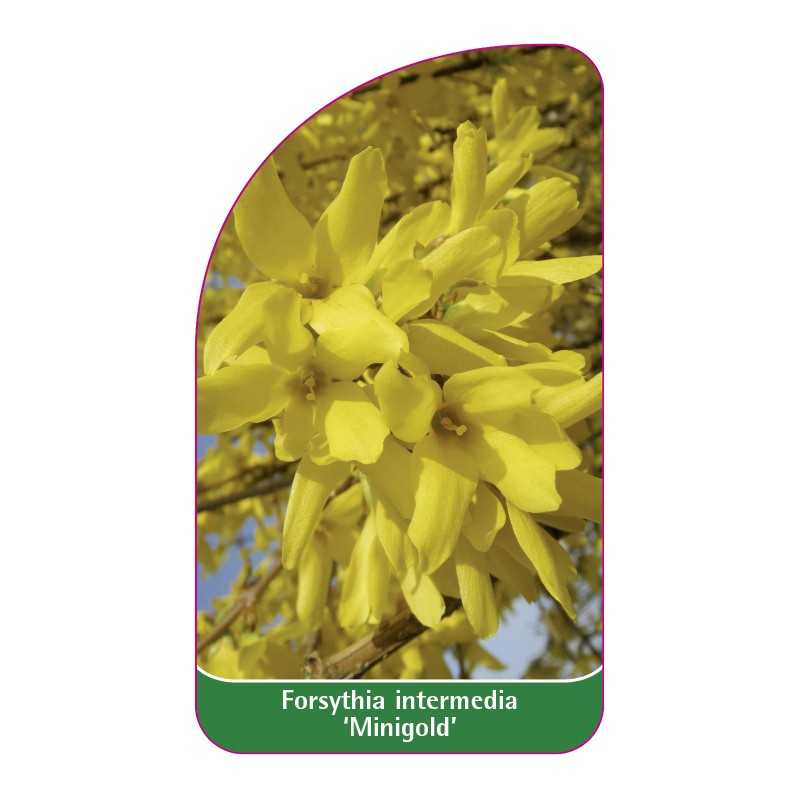 forsythia-intermedia-minigold-1