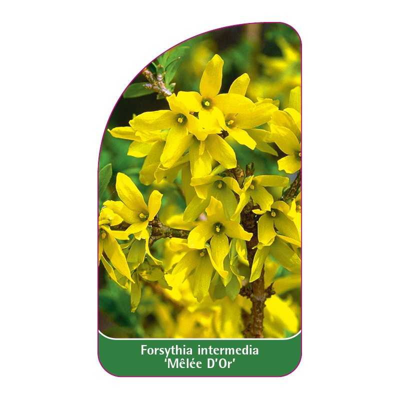 forsythia-intermedia-melee-d-or-1