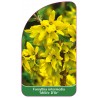 forsythia-intermedia-melee-d-or-1