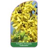 forsythia-intermedia-goldzauber-1