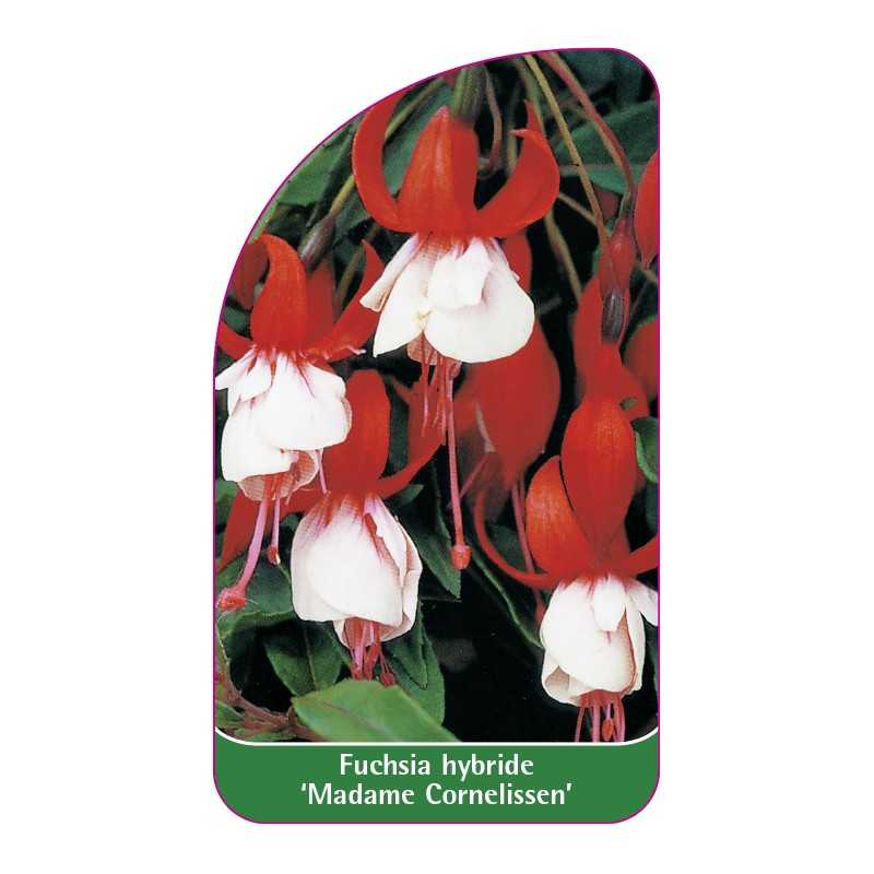 fuchsia-hybride-madame-cornelissen-1