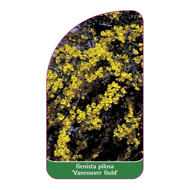 genista-pilosa-vancouver-gold-1