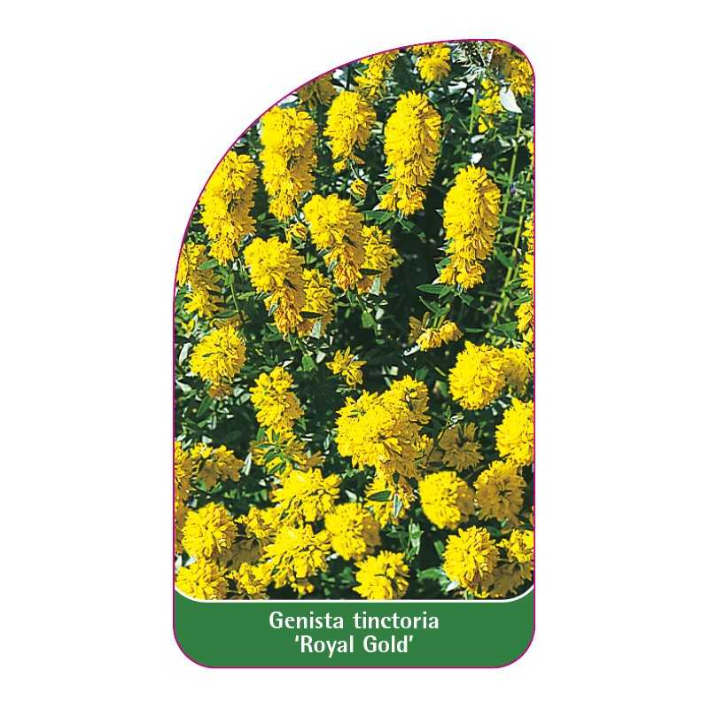 genista-tinctoria-royal-gold-1