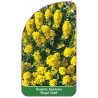 genista-tinctoria-royal-gold-1