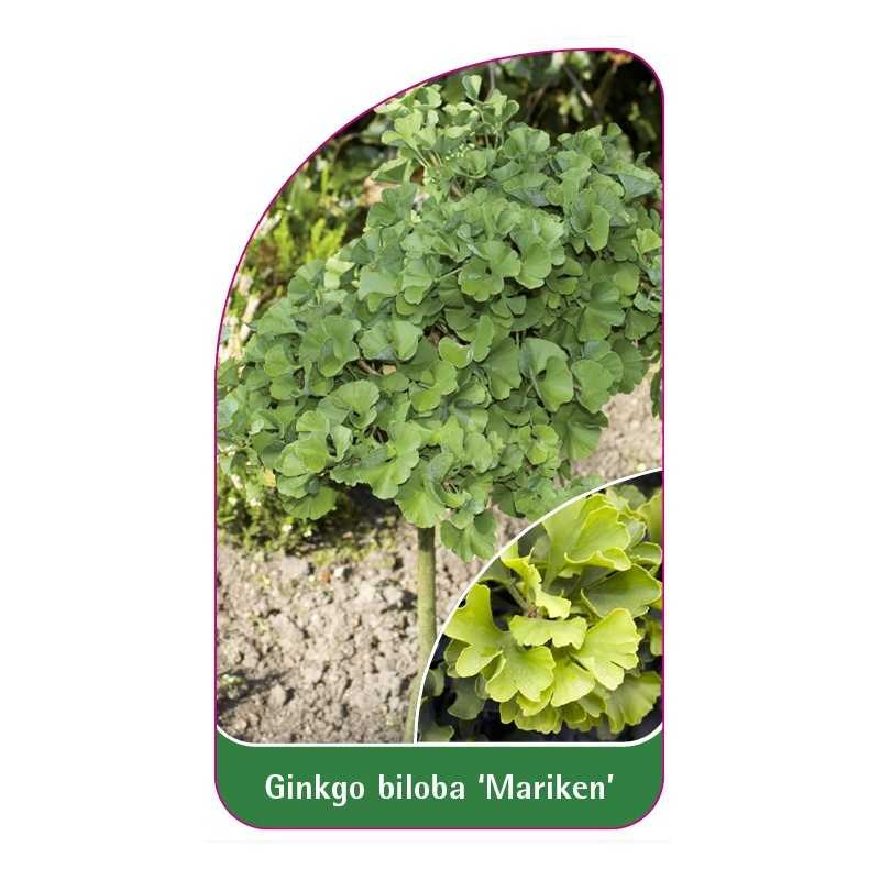 ginkgo-biloba-mariken-b1