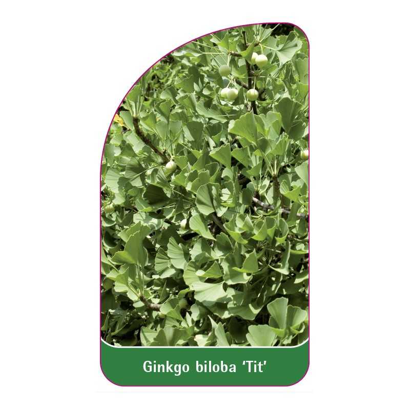 ginkgo-biloba-tit-1