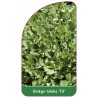 ginkgo-biloba-tit-1