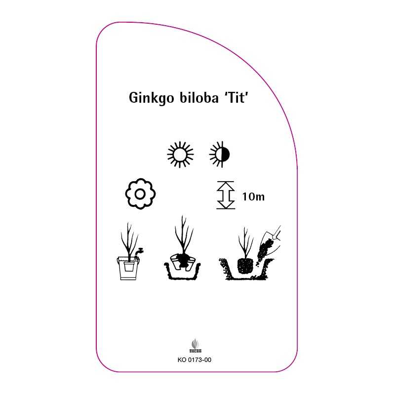 ginkgo-biloba-tit-0