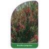 grevillea-juniperina1