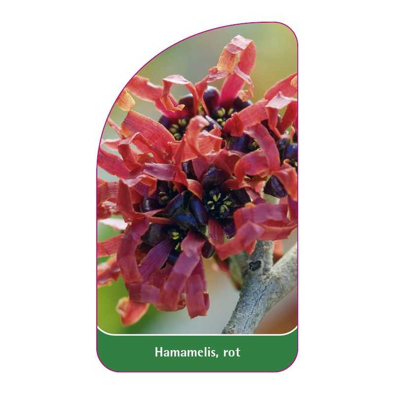 hamamelis-rot1